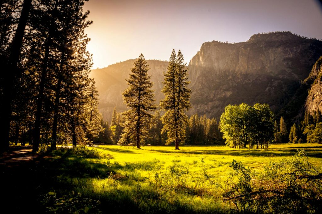 Forest Meadow - FooGallery Sample Image 6 Sunlit meadow with forest and mountains